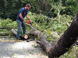 Best Residential Tree Removal  in USA